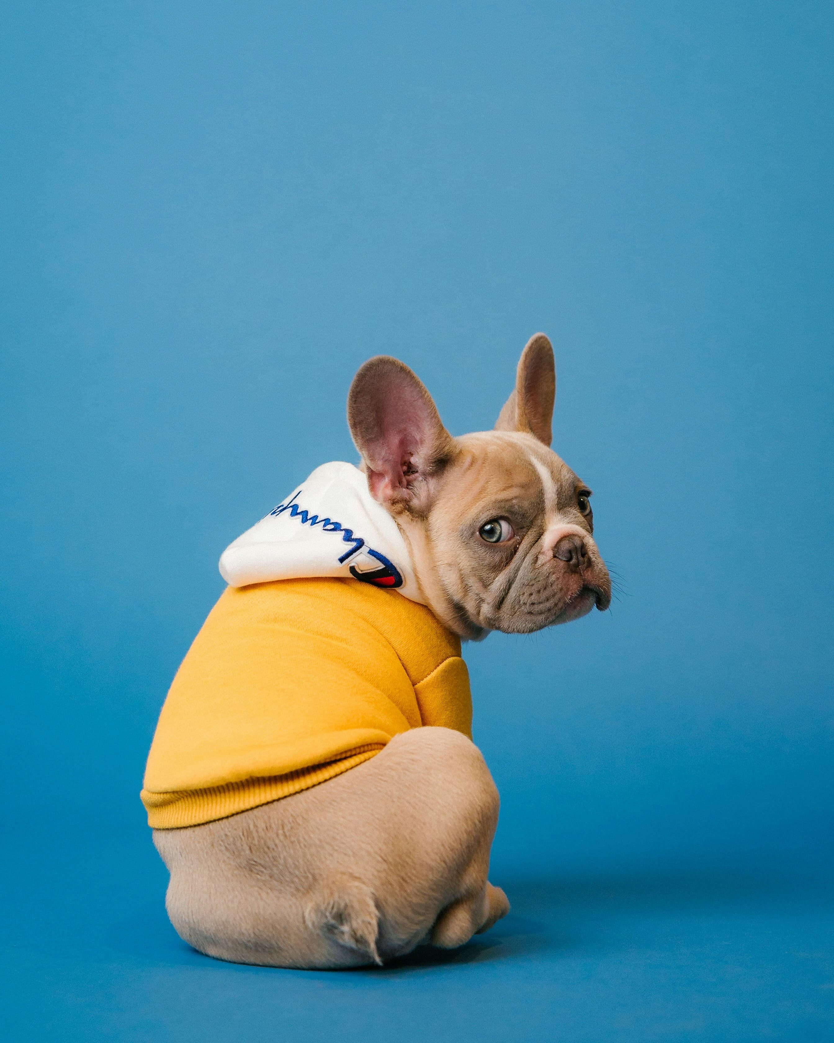 Pet Care